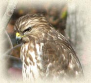 hawk